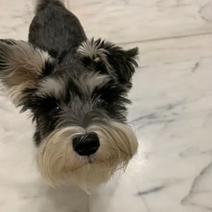 Meet your Posher, Renee